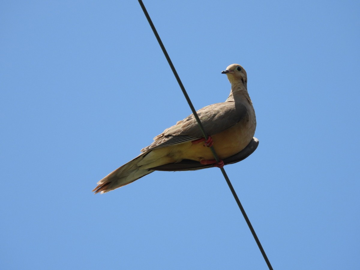 Eurasian Collared-Dove - ML597403091