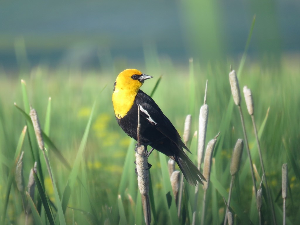 Yellow-headed Blackbird - ML597404091