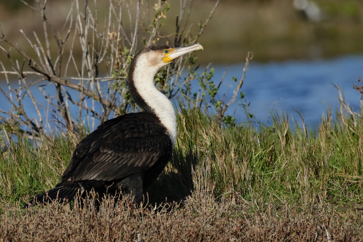 Great Cormorant (White-breasted) - ML597404191