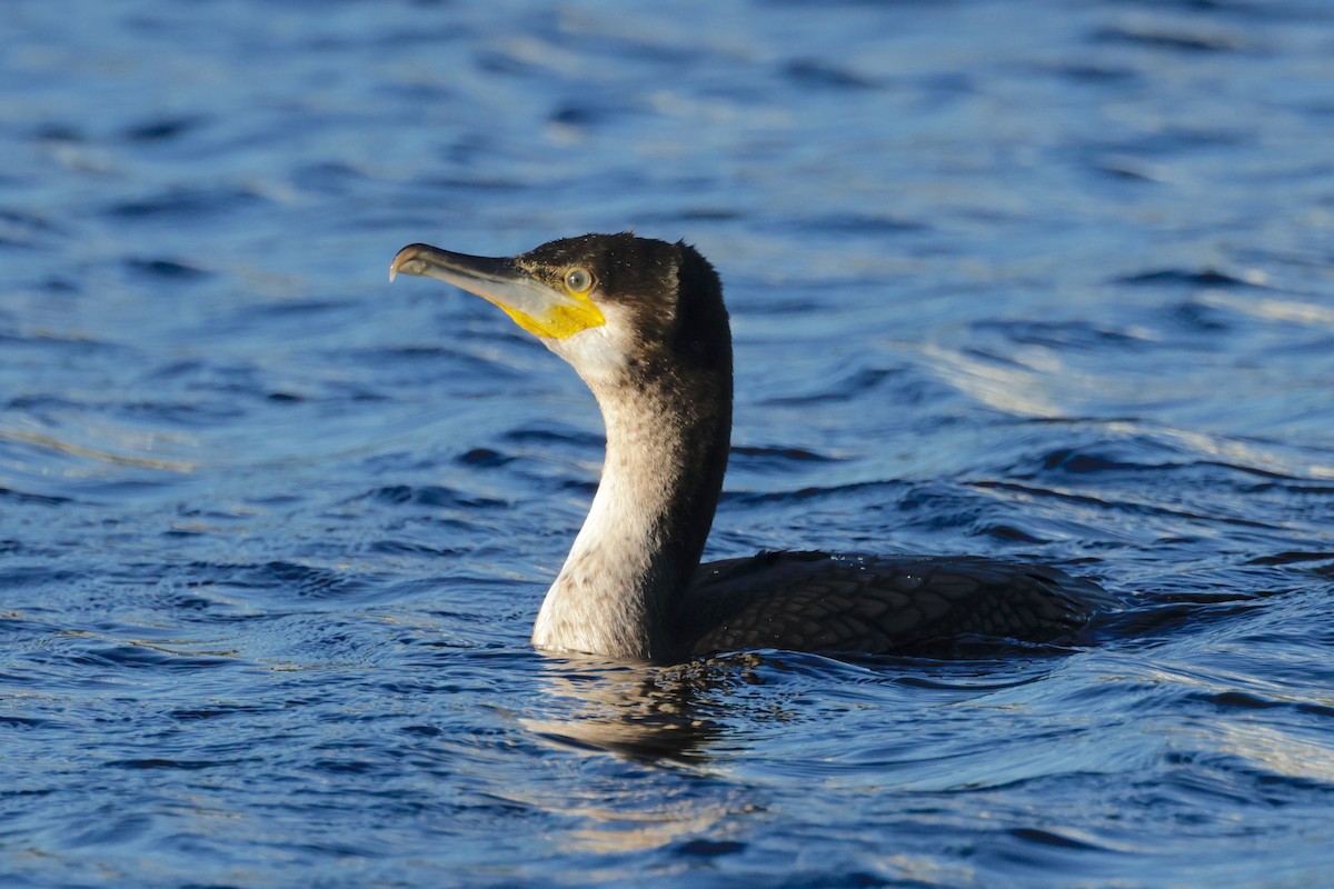 Great Cormorant (White-breasted) - ML597404201