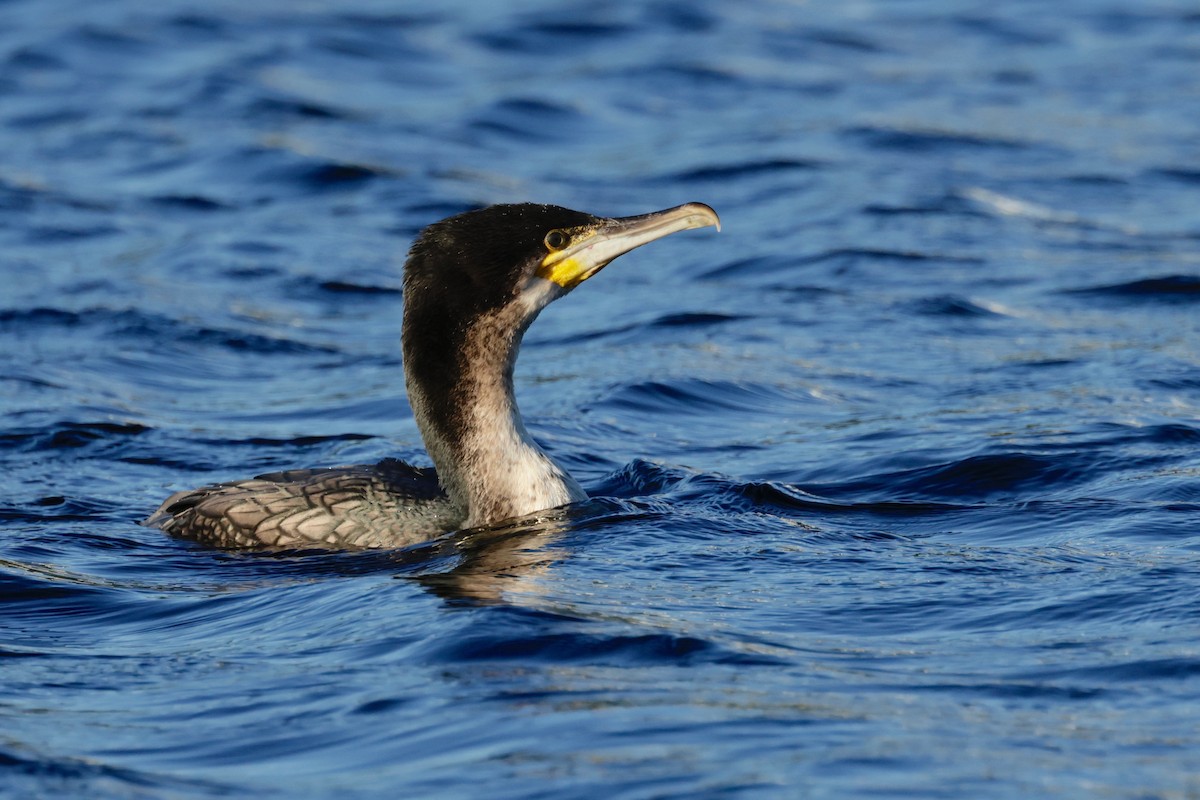 Great Cormorant (White-breasted) - ML597404211