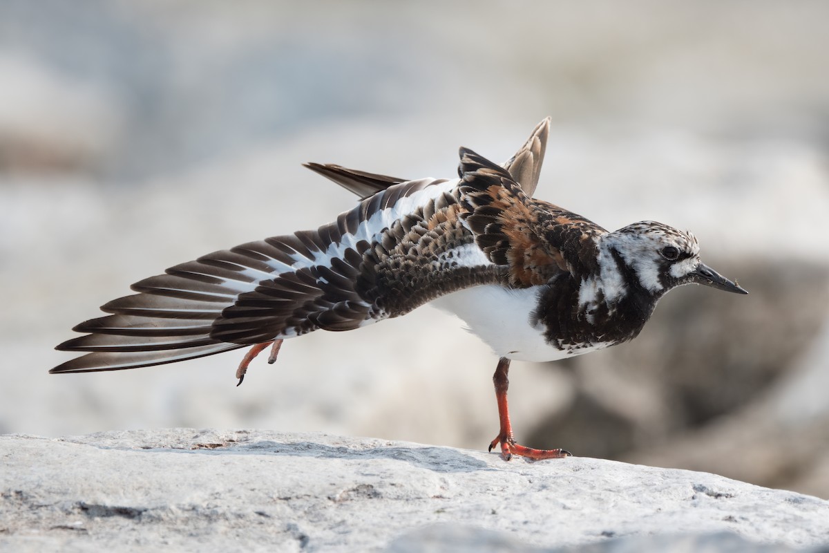 Ruddy Turnstone - ML597404341