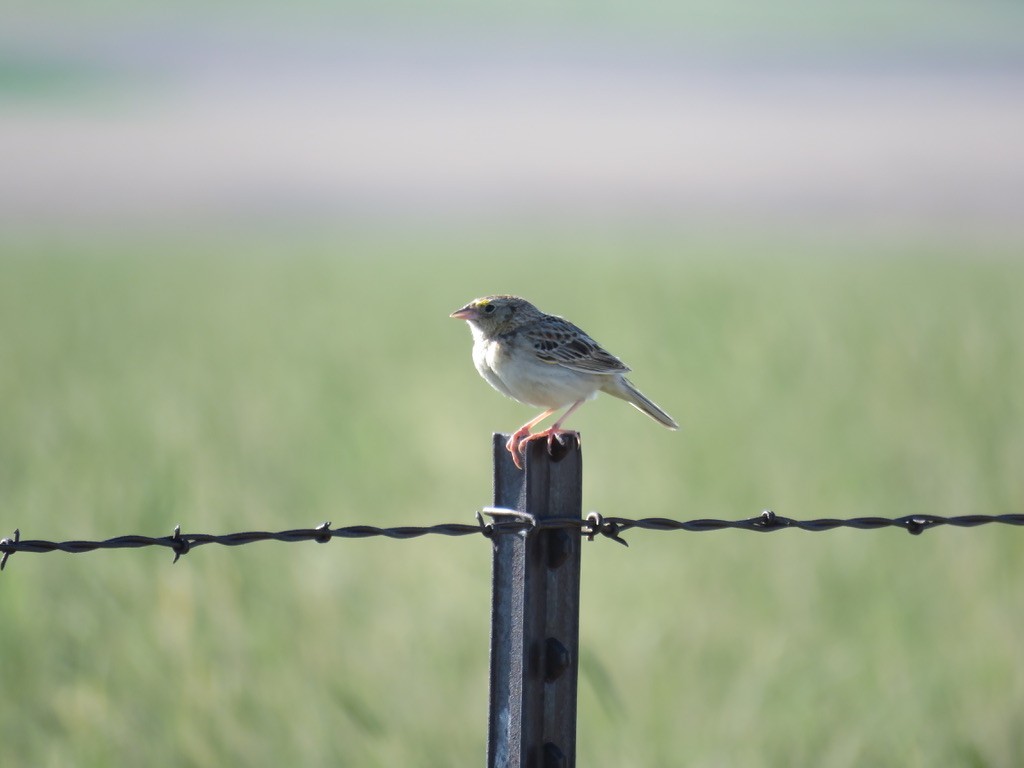 Grasshopper Sparrow - ML597404511