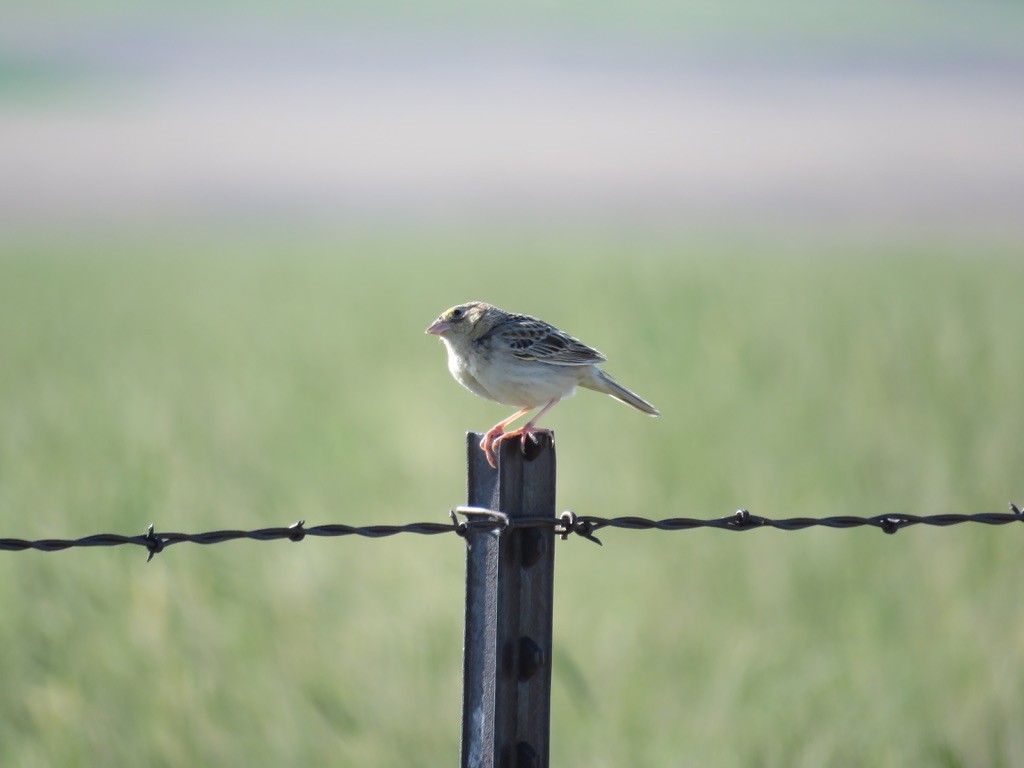Grasshopper Sparrow - ML597404521