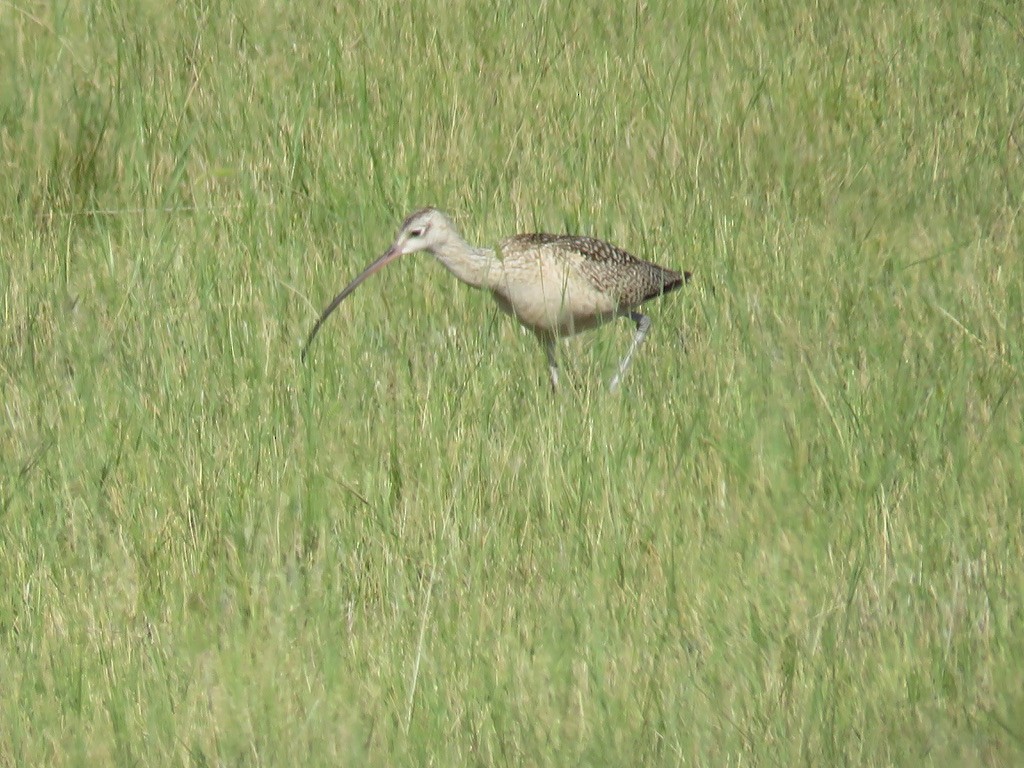 Long-billed Curlew - ML597405491