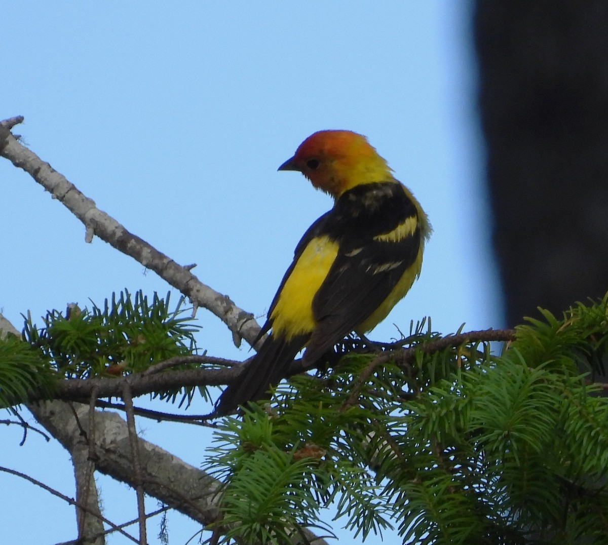 Western Tanager - ML597406671
