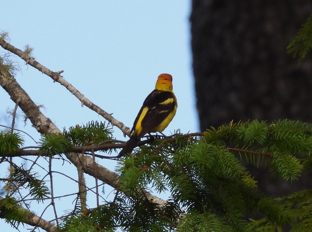 Western Tanager - ML597406681