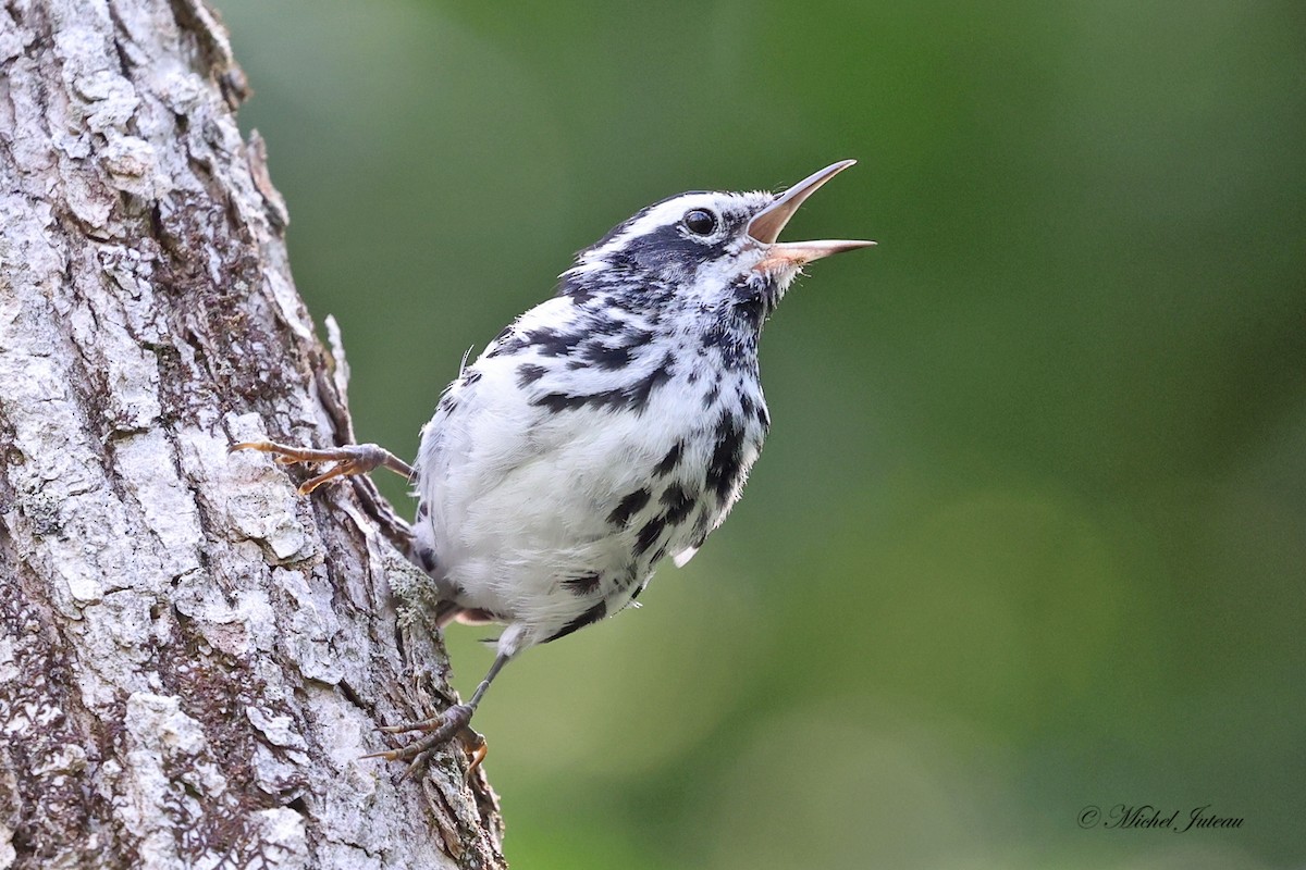 Black-and-white Warbler - ML597407361