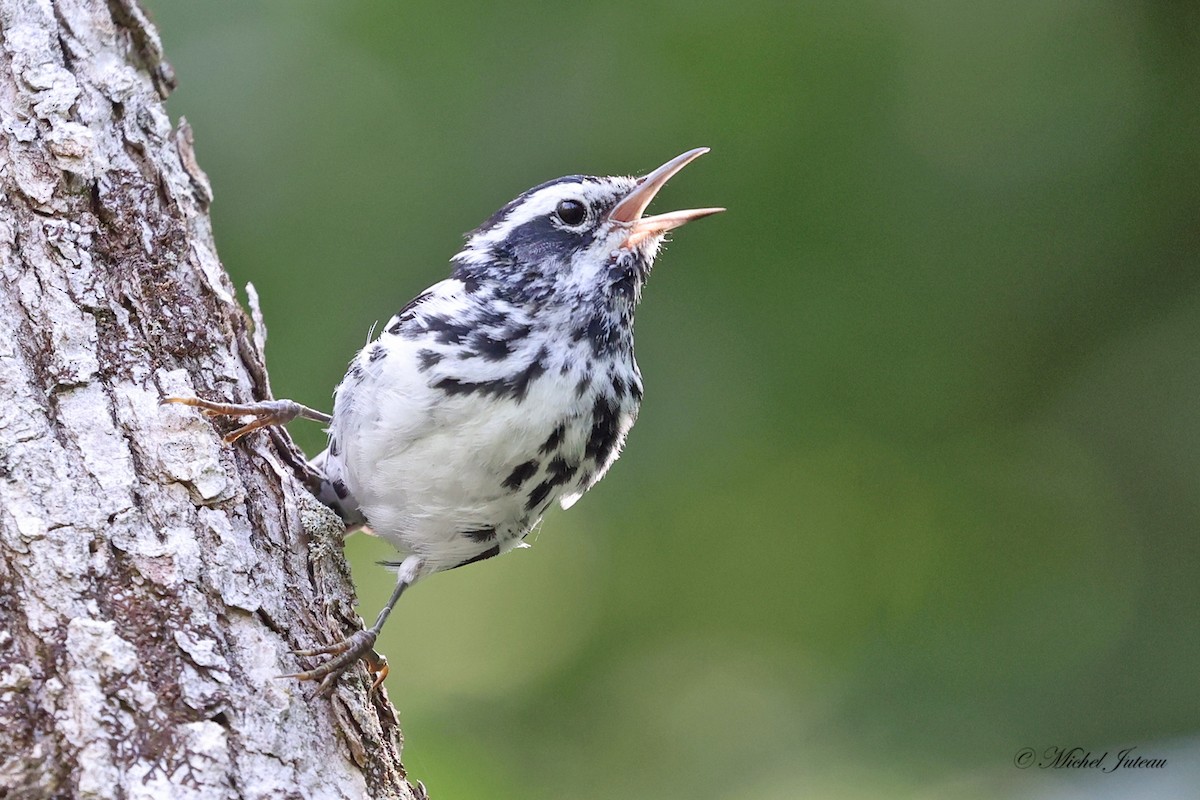 Black-and-white Warbler - ML597407371