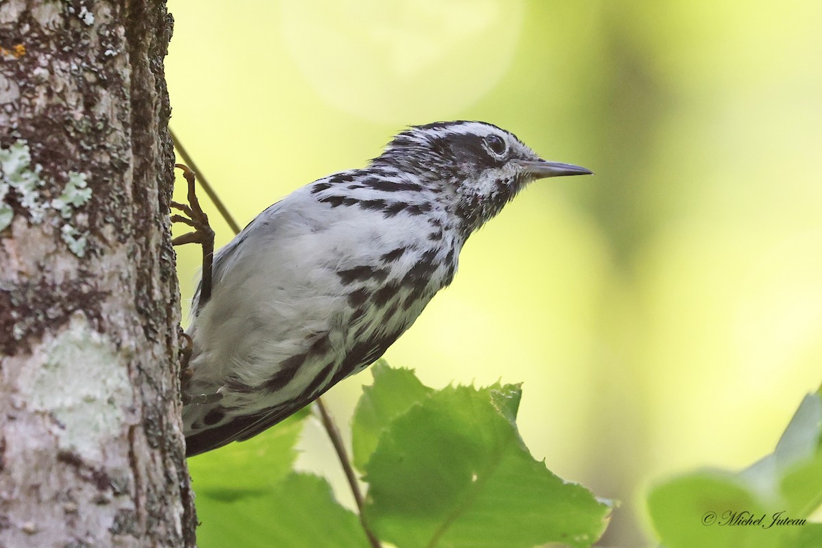 Black-and-white Warbler - ML597407381