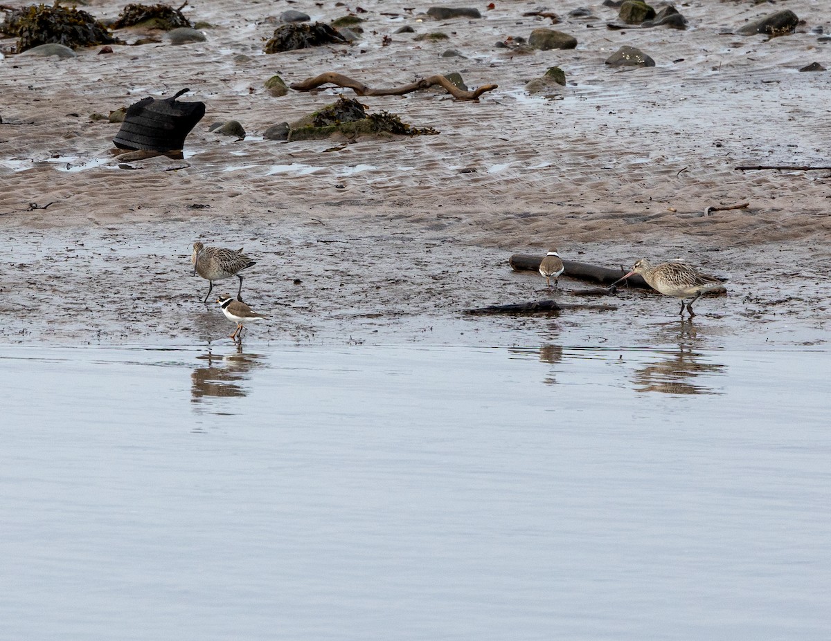 Common Ringed Plover - ML597411981