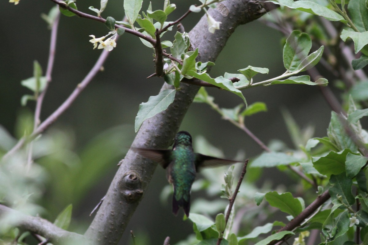 Ruby-throated Hummingbird - ML59741321