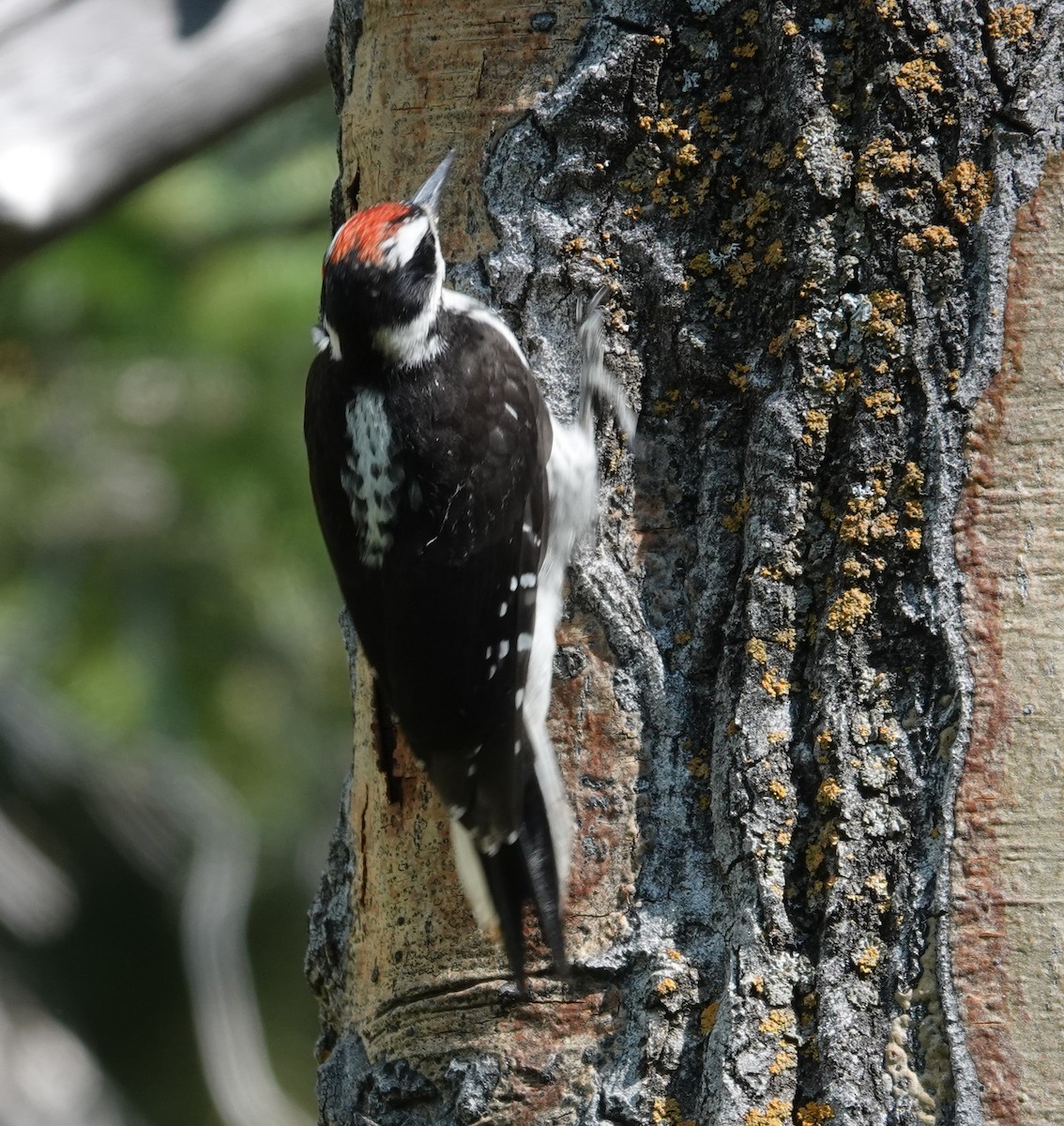 Hairy Woodpecker (Rocky Mts.) - ML597428481