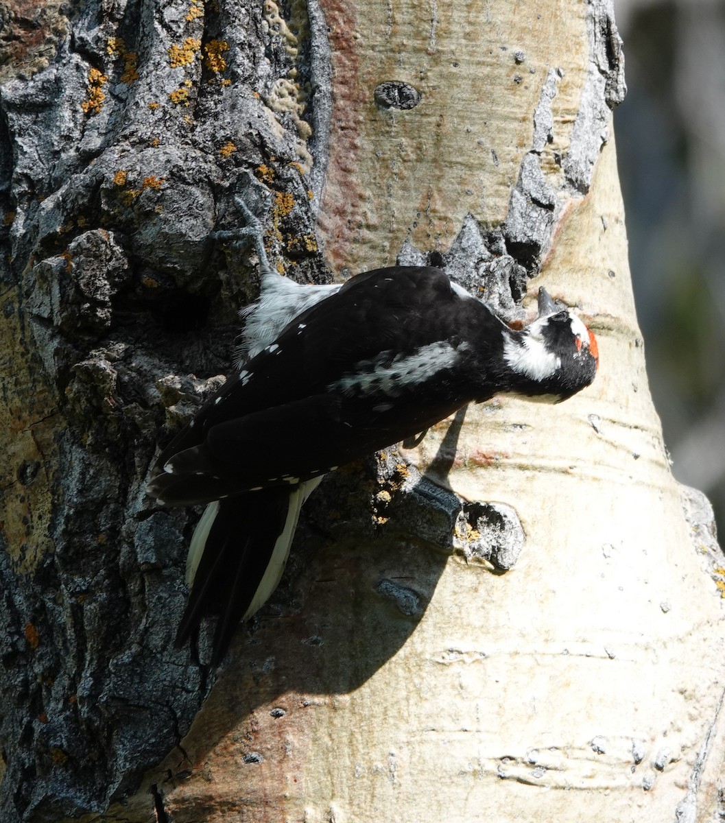 Hairy Woodpecker (Rocky Mts.) - Rene Laubach
