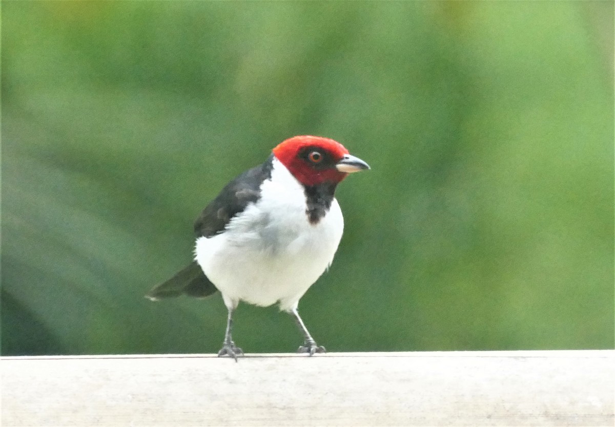 Red-capped Cardinal - ML597428571