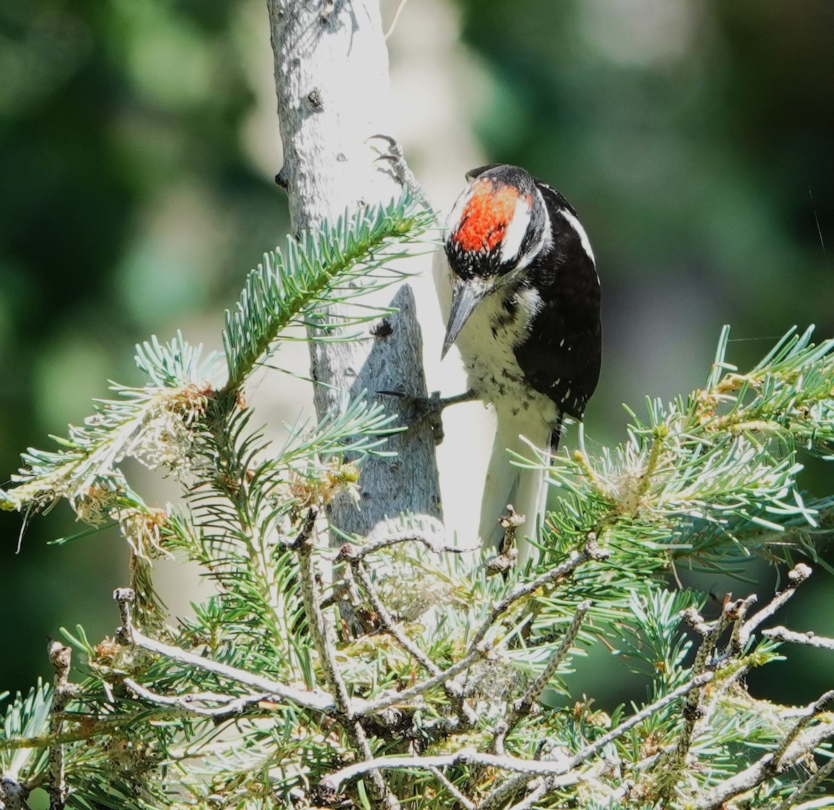 Hairy Woodpecker (Rocky Mts.) - ML597428711