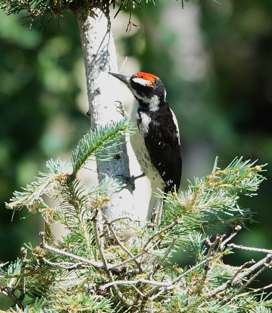 Hairy Woodpecker (Rocky Mts.) - Rene Laubach
