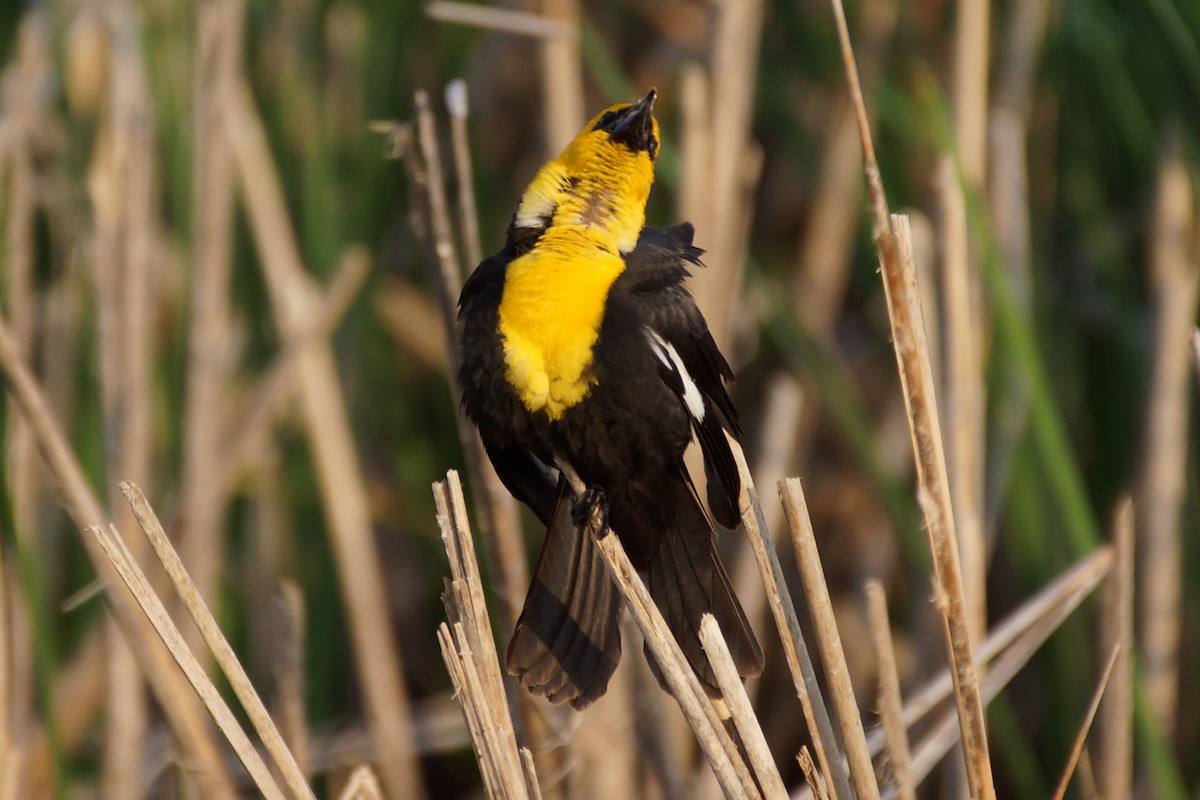 Yellow-headed Blackbird - ML597438661