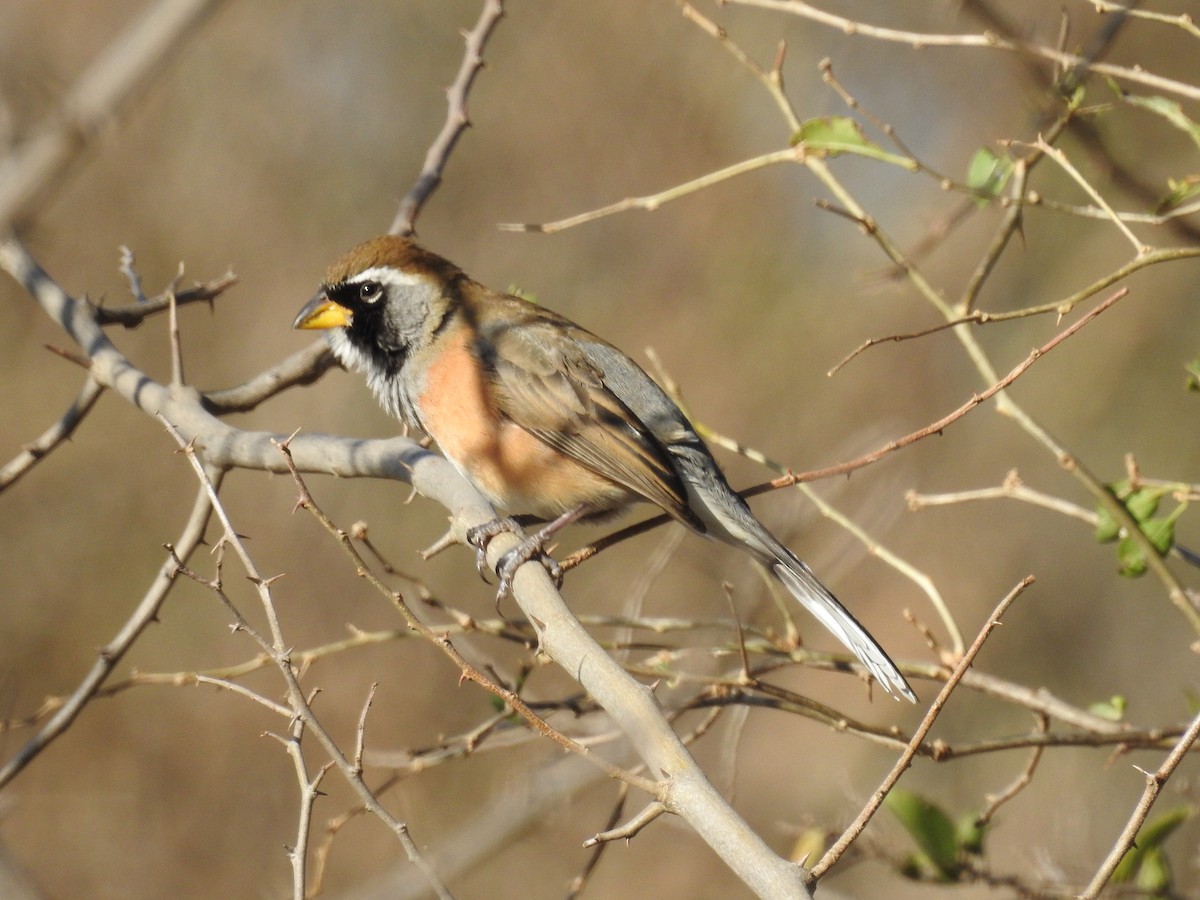 Many-colored Chaco Finch - ML597440031