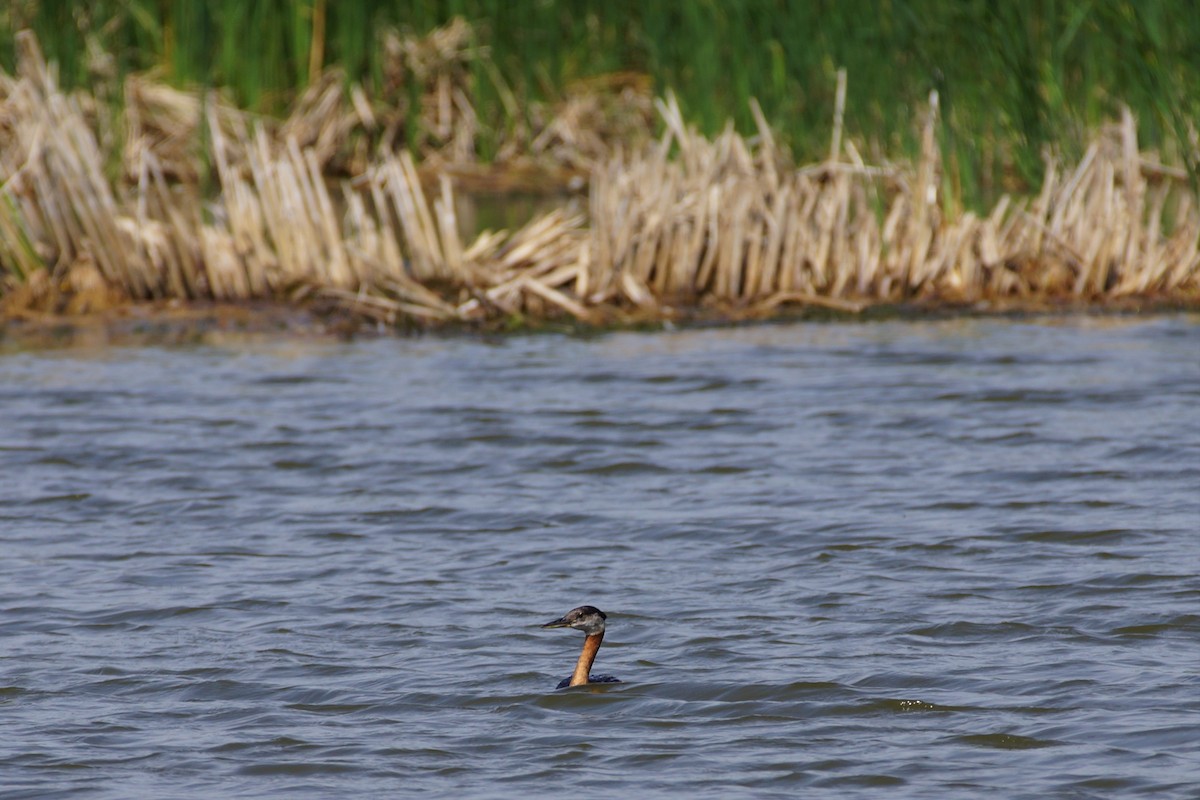 Red-necked Grebe - ML597441651