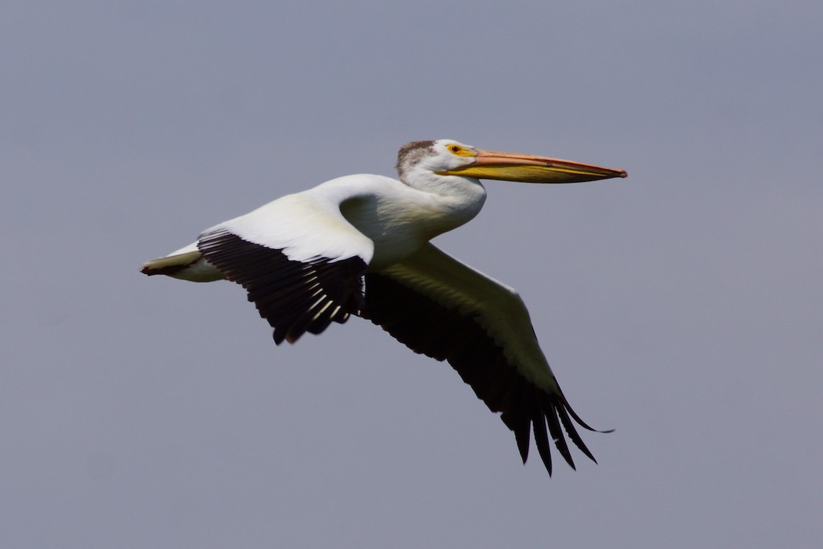 American White Pelican - Maxwell Ramey