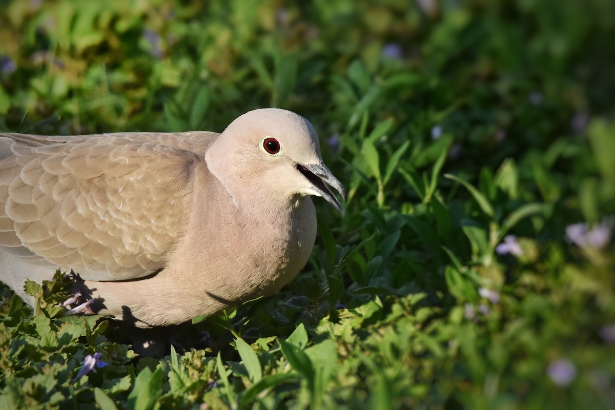 Eurasian Collared-Dove - Marky Mutchler