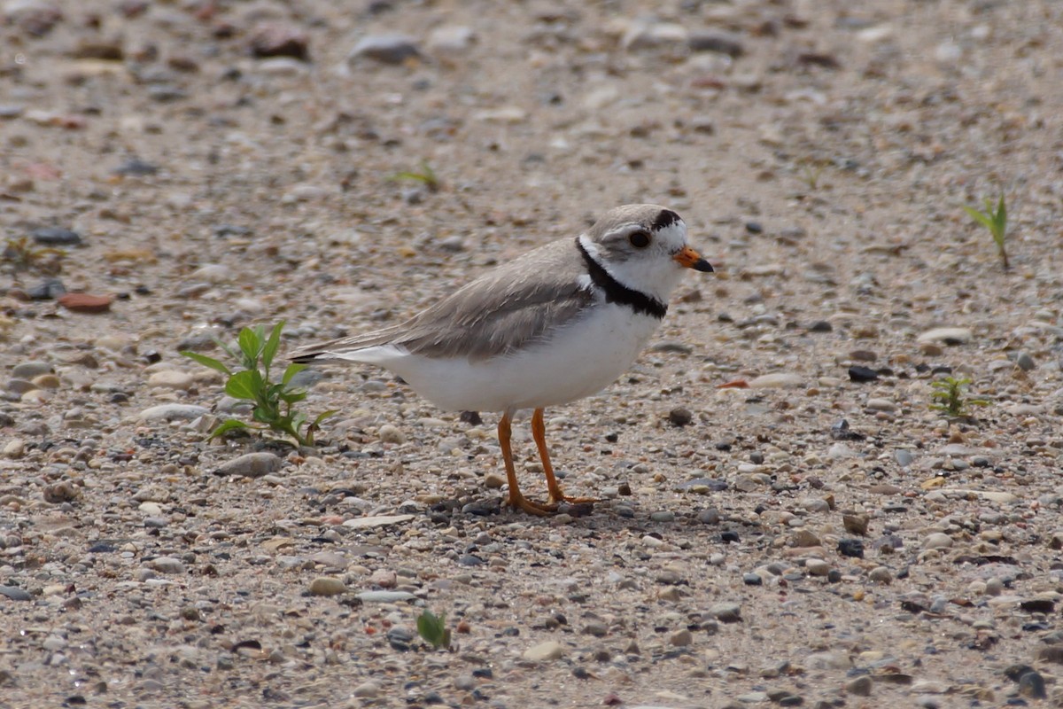 Piping Plover - ML597449601