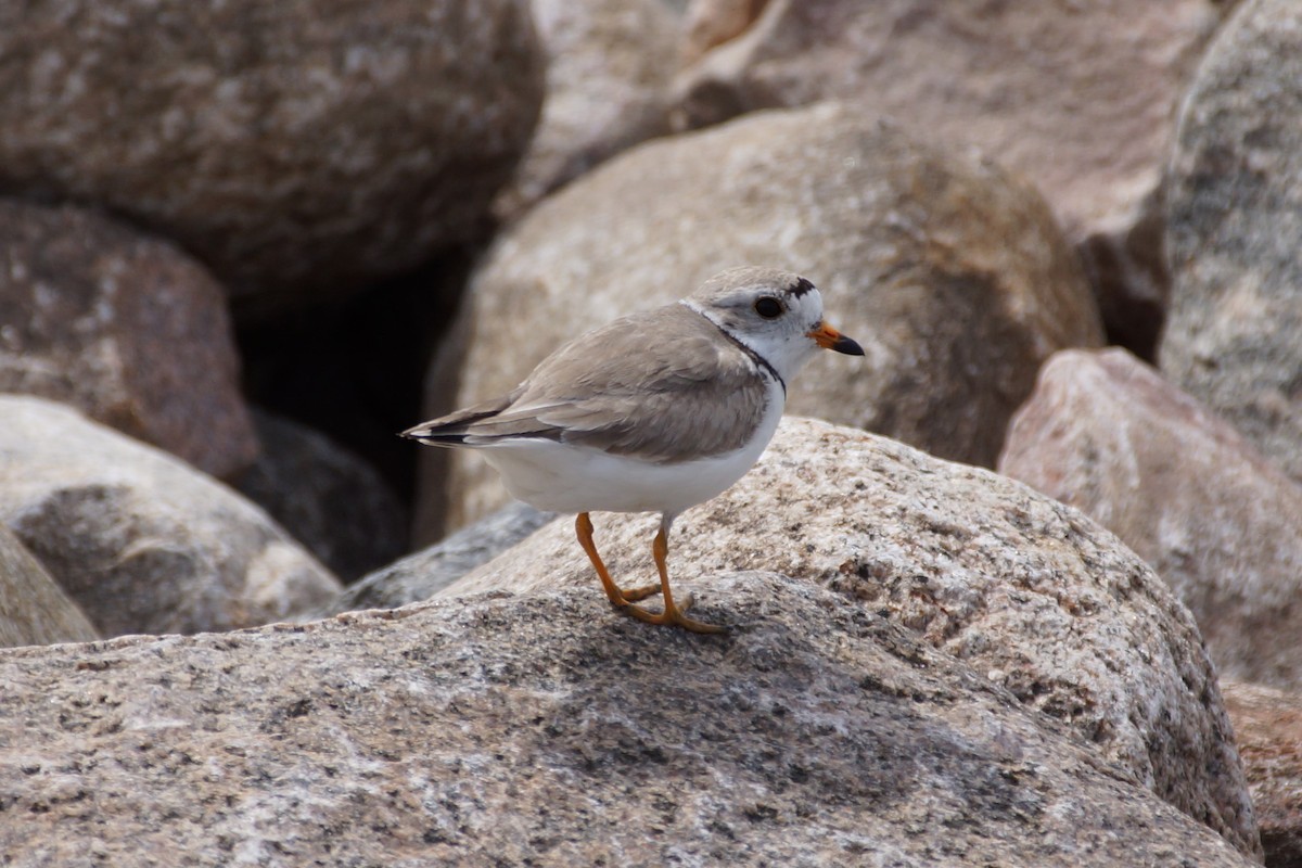 Piping Plover - ML597449631