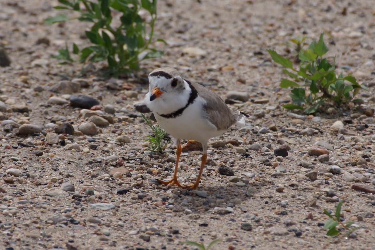 Piping Plover - ML597449701