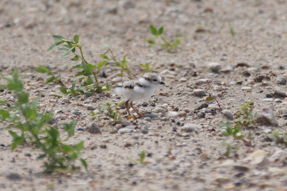 Piping Plover - ML597449761
