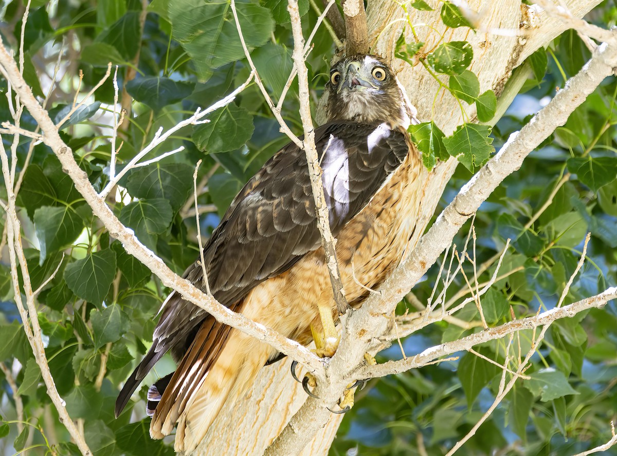Red-tailed Hawk - ML597451181