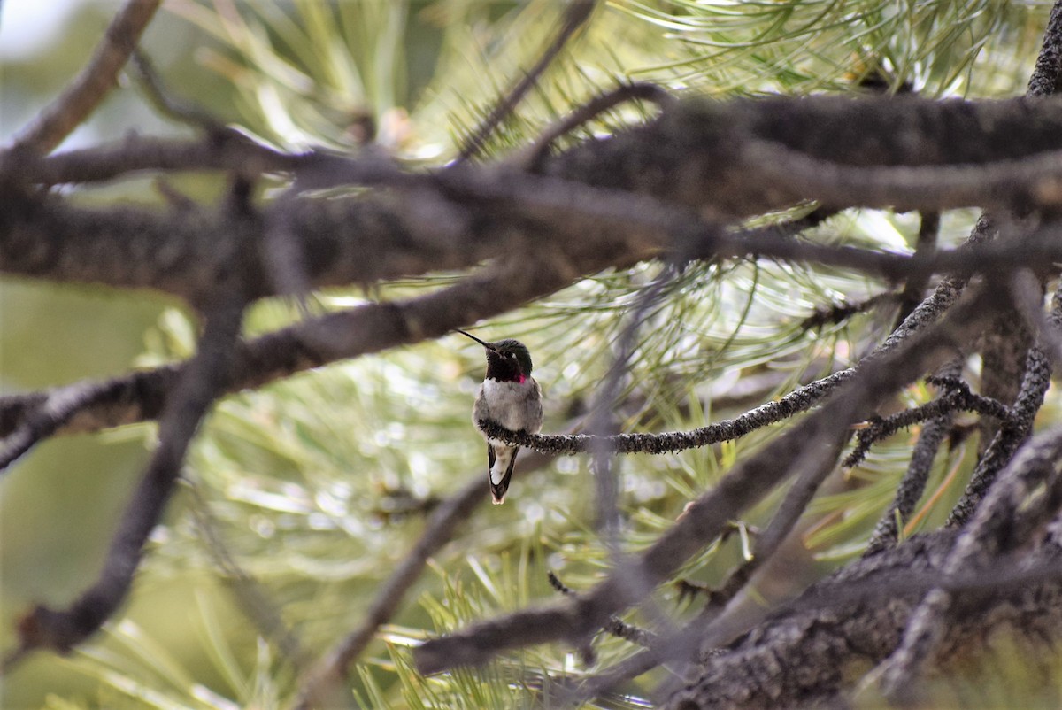 Broad-tailed Hummingbird - James McCall
