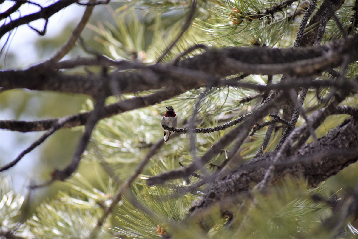 Broad-tailed Hummingbird - ML59745151