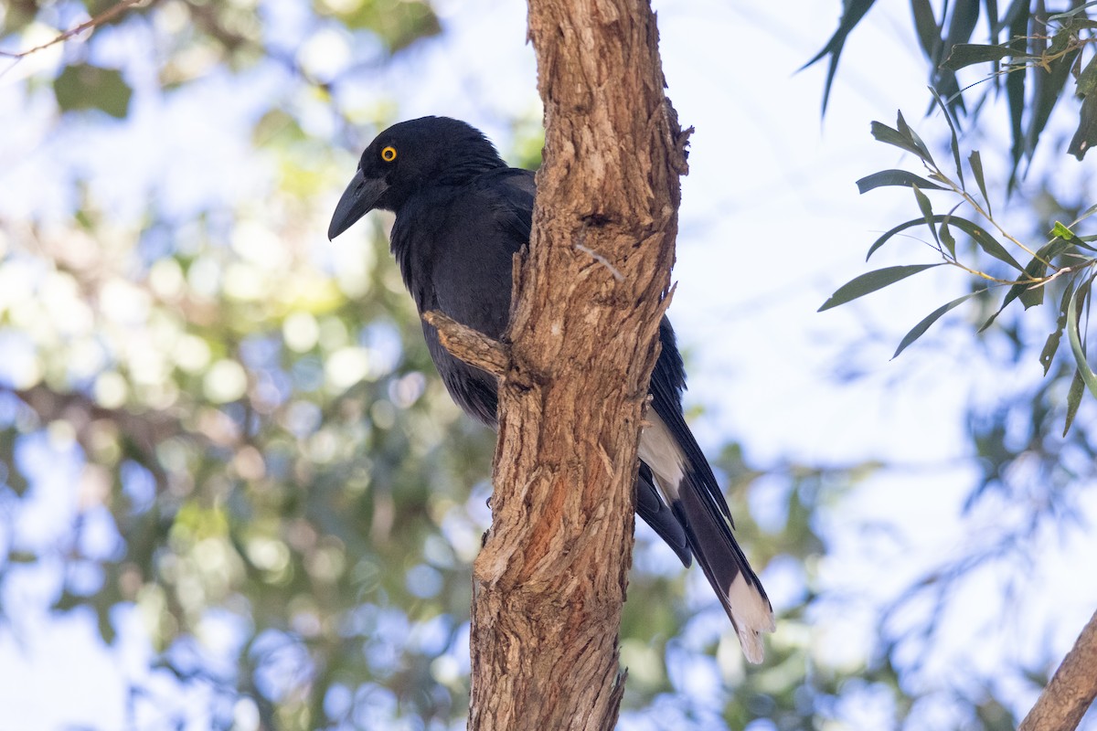 Pied Currawong - ML597453051