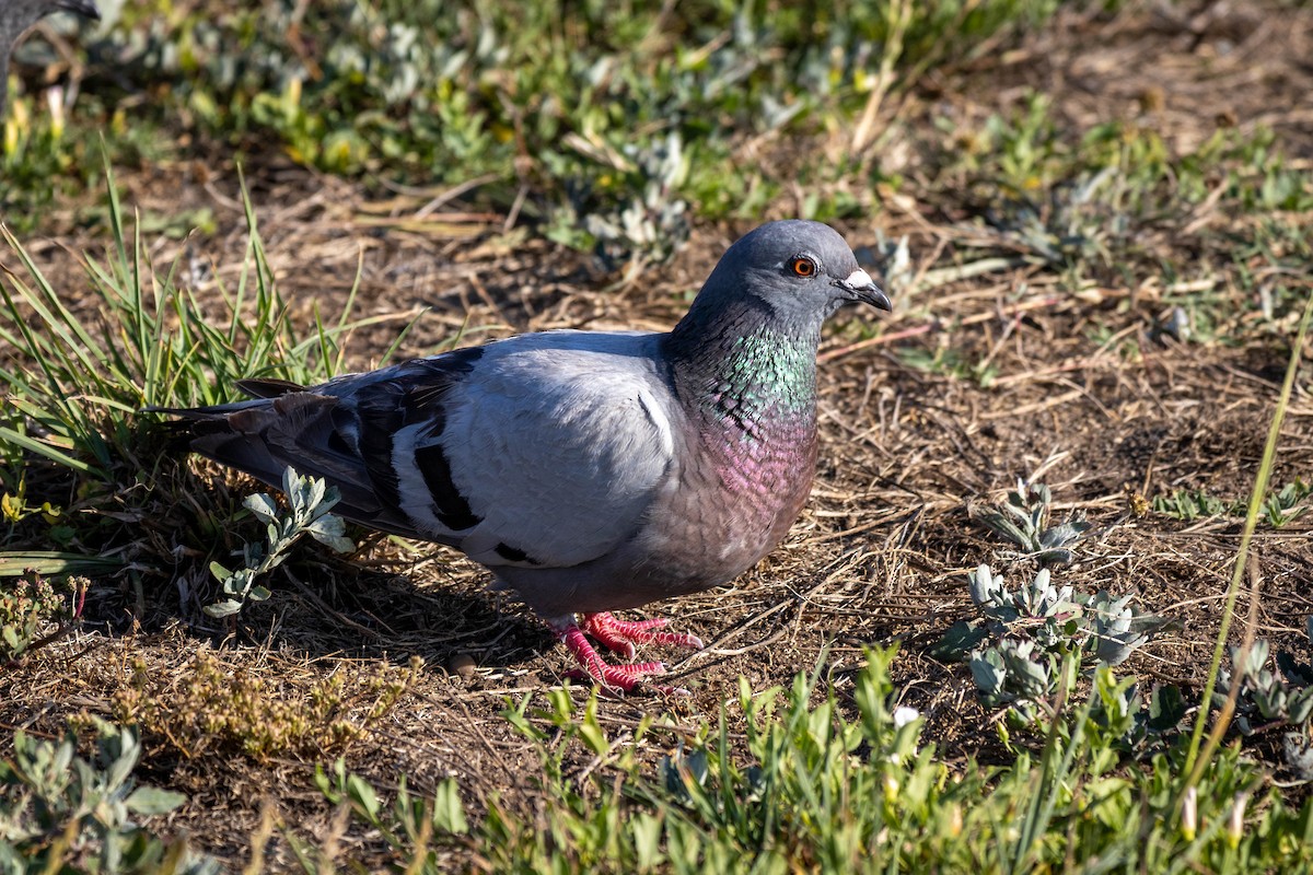 Pigeon biset (forme domestique) - ML597454161