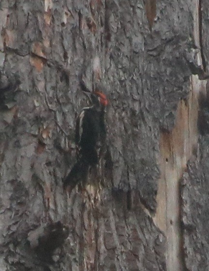 Red-naped x Red-breasted Sapsucker (hybrid) - ML597454981