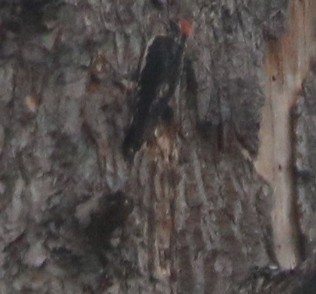 Red-naped x Red-breasted Sapsucker (hybrid) - Isaiah Nugent