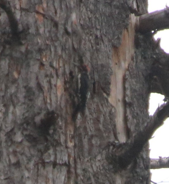 Red-naped x Red-breasted Sapsucker (hybrid) - ML597455001