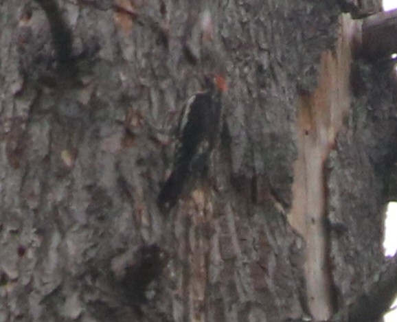 Red-naped x Red-breasted Sapsucker (hybrid) - Isaiah Nugent