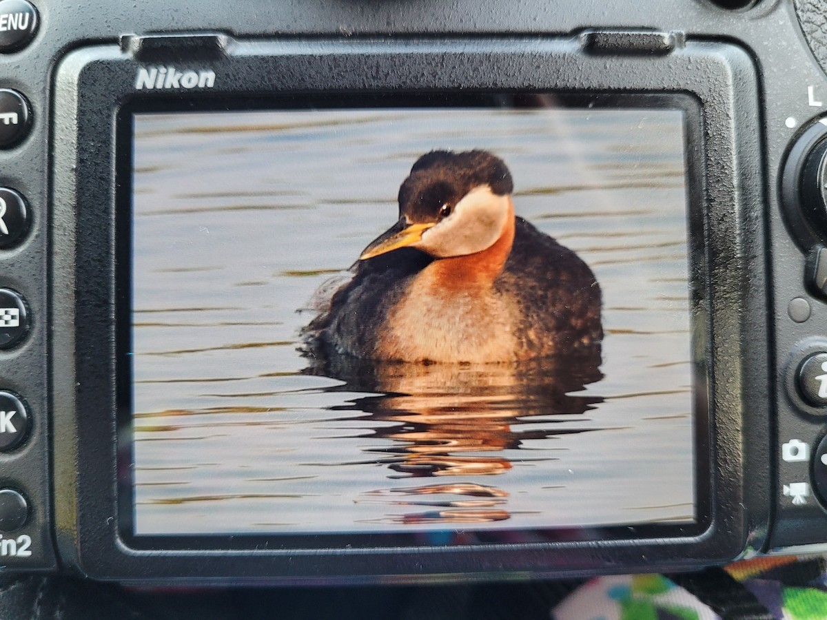 Red-necked Grebe - ML597456691