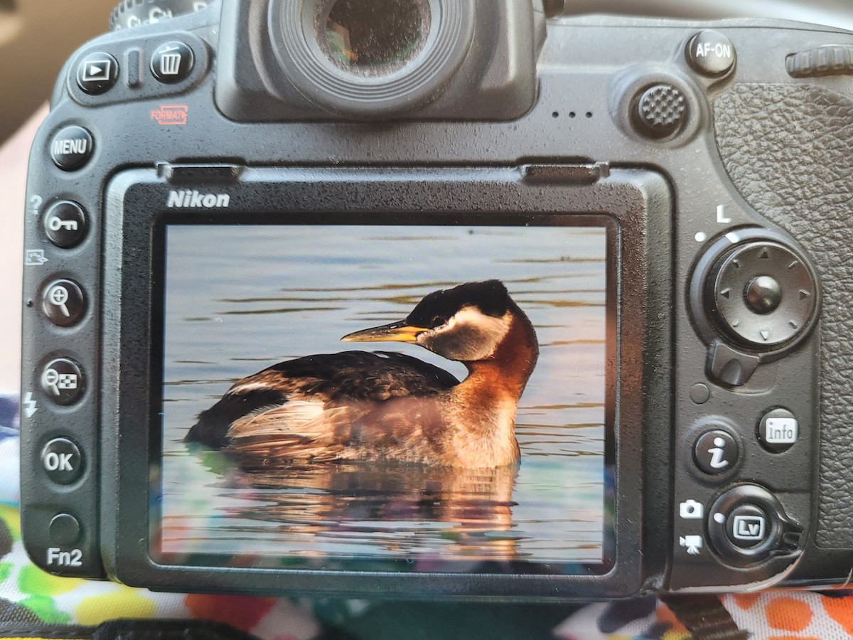 Red-necked Grebe - ML597456701