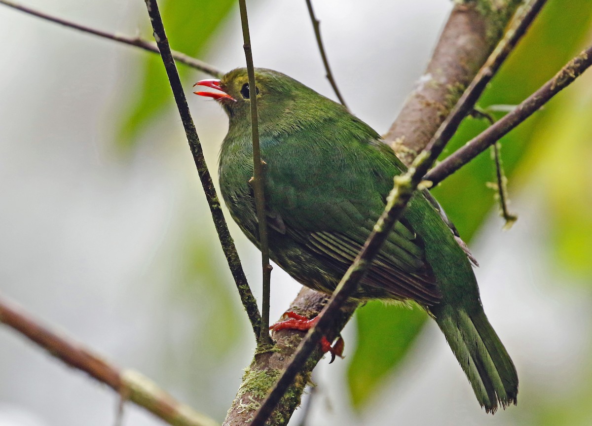 Green-and-black Fruiteater - ML597461131