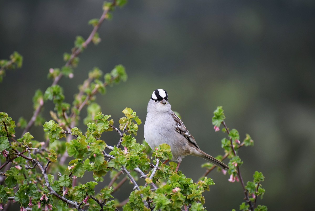 White-crowned Sparrow - ML59746221