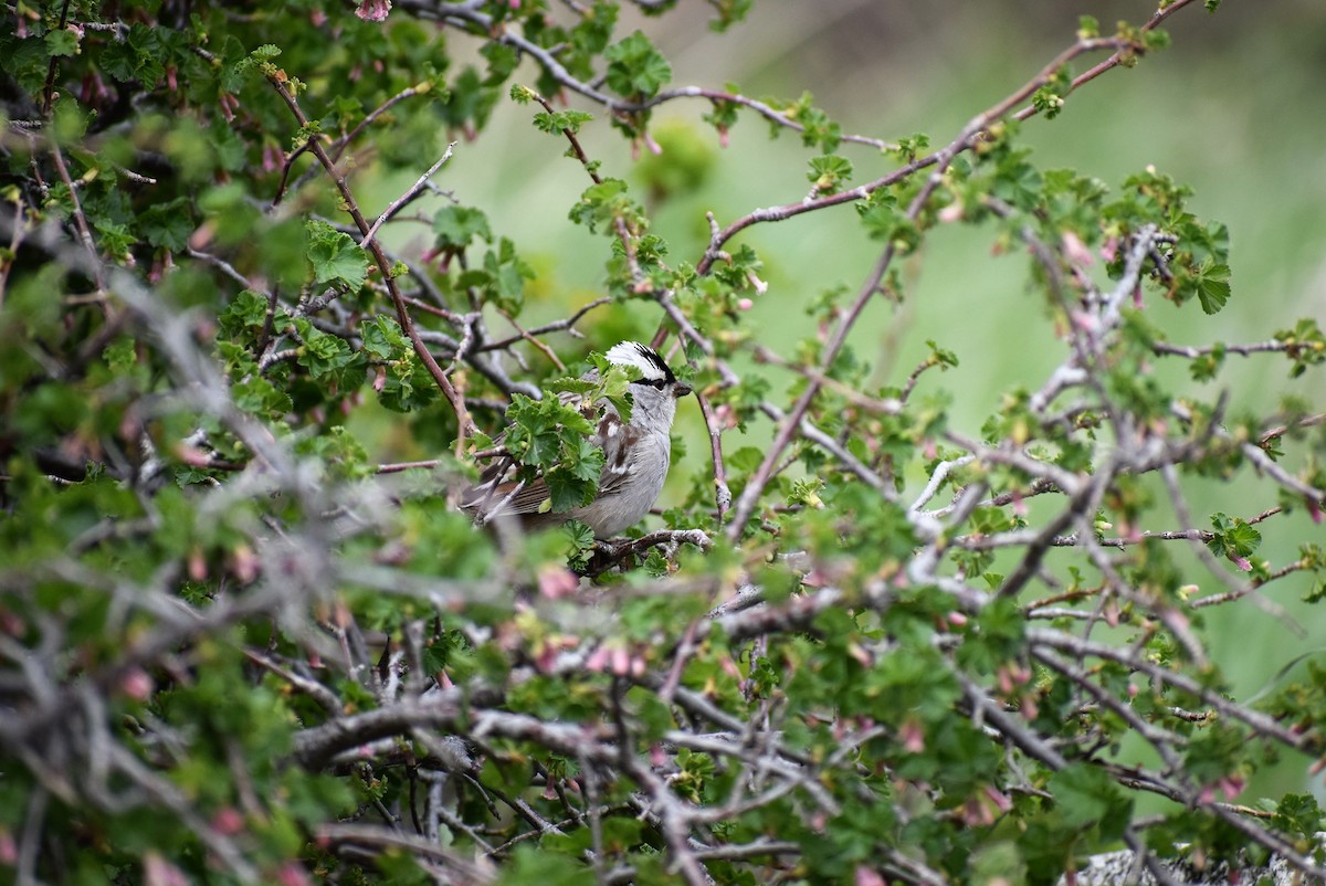 White-crowned Sparrow - ML59746231