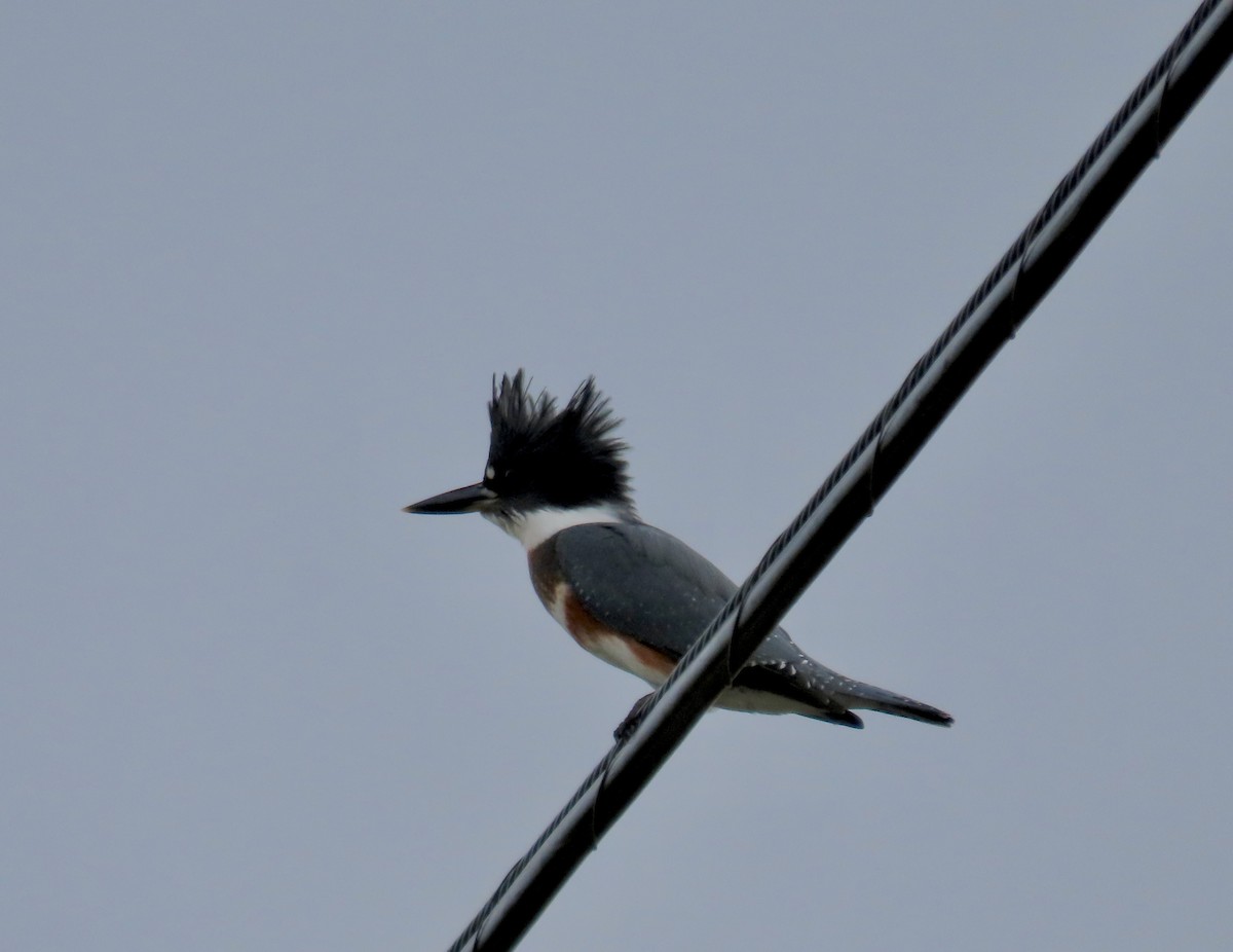 Belted Kingfisher - ML597462421