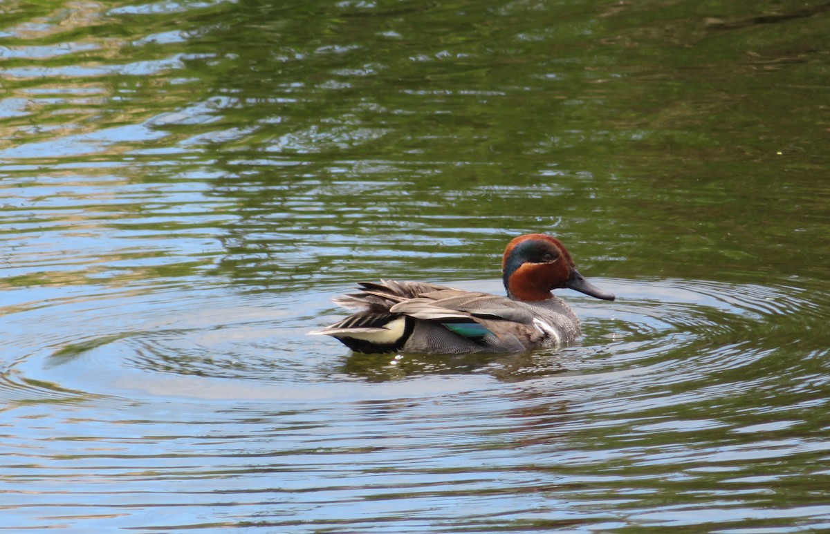 Green-winged Teal - ML59746251