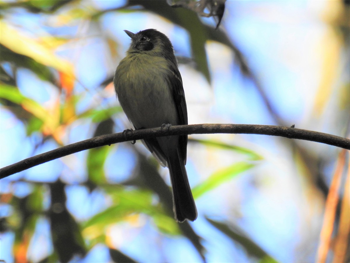 Sepia-capped Flycatcher - ML597462611