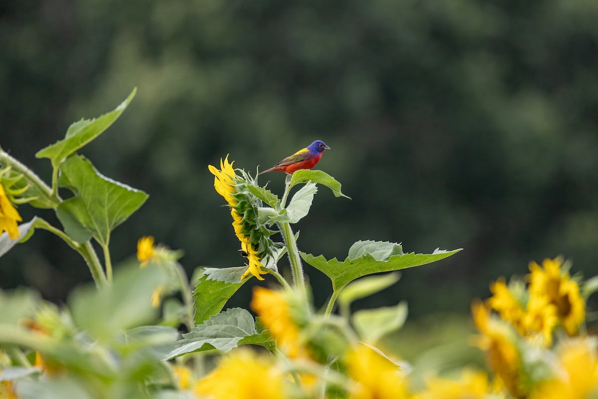 Painted Bunting - ML597464441