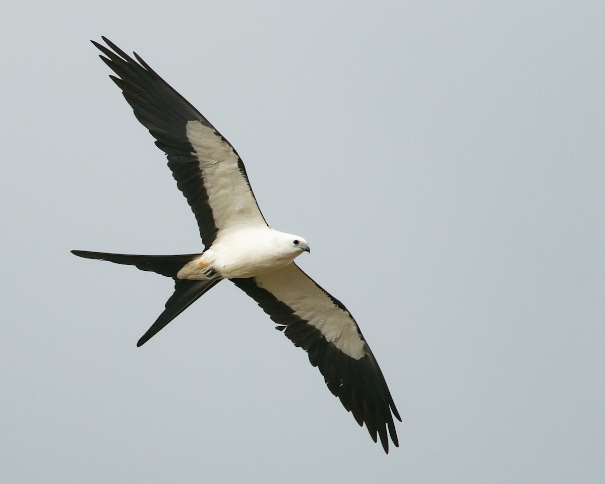 Swallow-tailed Kite - ML597465291