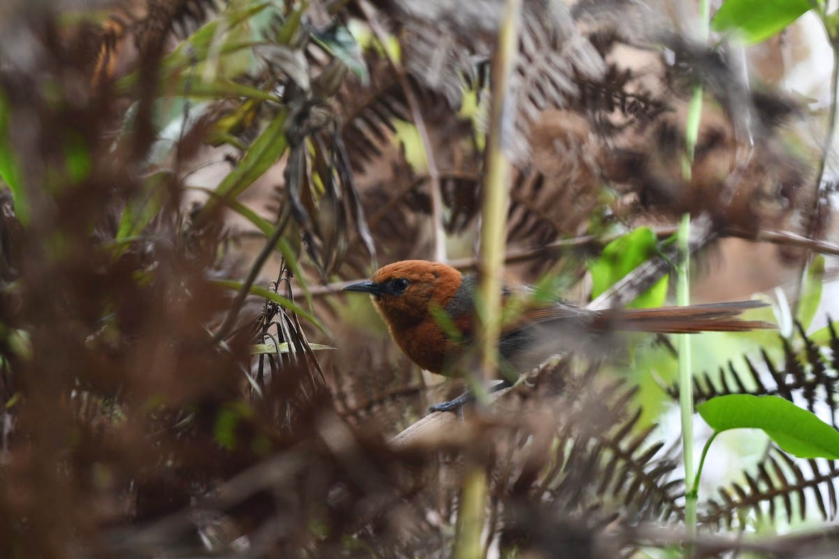 Rusty-headed Spinetail - D T